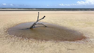 A lonely tree