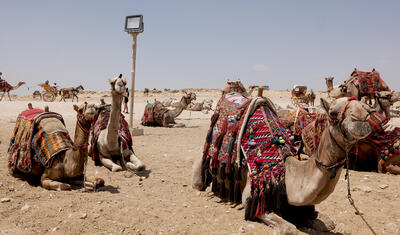Camels resting in Giza