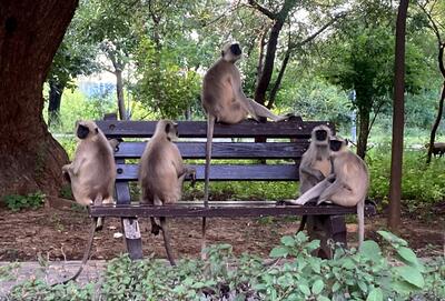 Monkey summit in the campus