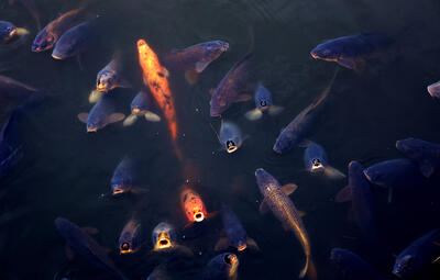 Carps in the imperial lake