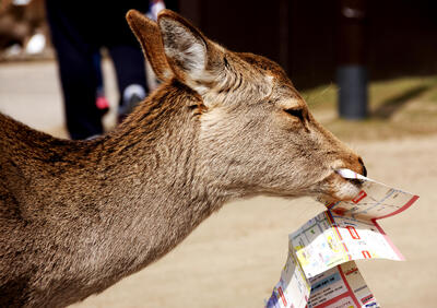 A chewing deer