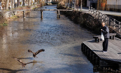 Feeding falcons in Kyoto