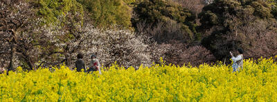 Yellow in Tokyo