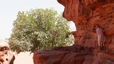 The desert fig tree