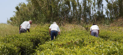 Tea gatherers