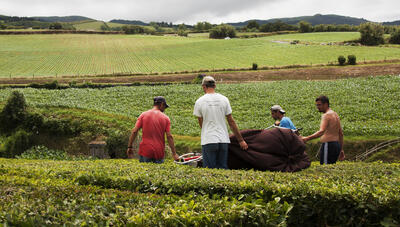 Getting the tea leaves