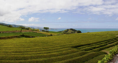 Tea hills